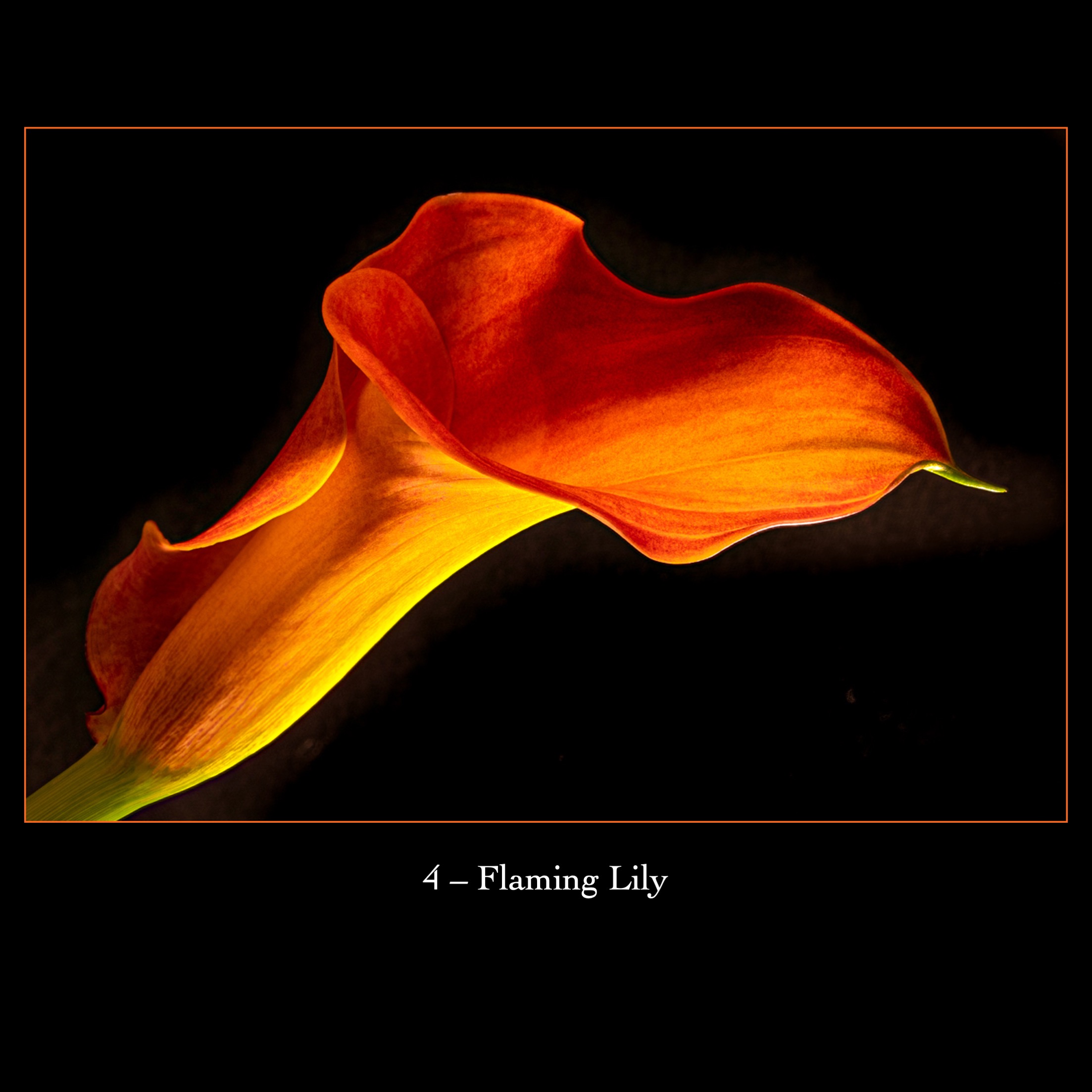 4   Flaming Lily